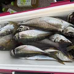 4月25日（土）午前便・アジ釣りの写真その10