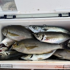 4月 25日（土）午後便・アジ釣りの写真その9