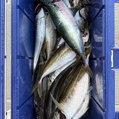 4月 25日（土）午後便・アジ釣りの写真その10