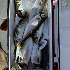4月26日（日）午前・午後便・アジ釣りの写真その7