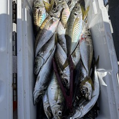 4月26日（日）午前・午後便・アジ釣りの写真その8