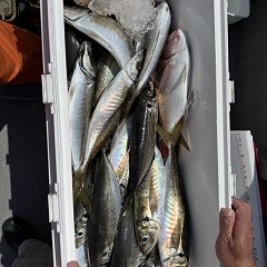 4月26日（日）午前・午後便・アジ釣りの写真その9