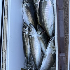 4月26日（日）午前・午後便・アジ釣りの写真その10