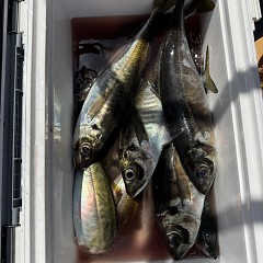 4月26日（日）午前・午後便・アジ釣りの写真その11