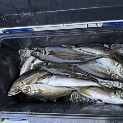 4月26日（日）午前・午後便・アジ釣りの写真その12