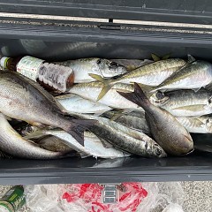 4月 26日（日）午後便・アジ釣りの写真その3