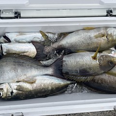 4月 26日（日）午後便・アジ釣りの写真その4