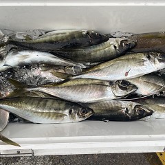 4月 26日（日）午後便・アジ釣りの写真その5