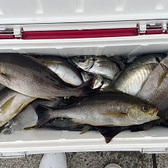 4月 26日（日）午後便・アジ釣りの写真その6