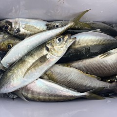 4月 26日（日）午後便・アジ釣りの写真その9