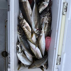 4月 27日（月）午後便・アジ釣りの写真その7