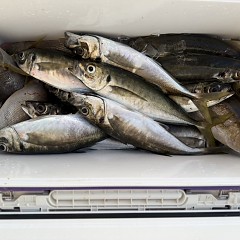 4月 27日（月）午後便・アジ釣りの写真その8