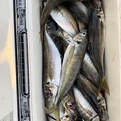 4月 27日（月）午後便・アジ釣りの写真その9