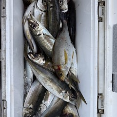 4月 27日（月）午後便・アジ釣りの写真その10