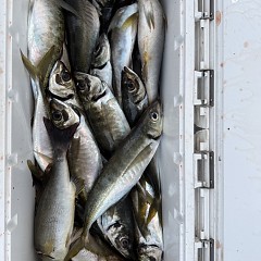 4月 27日（月）午後便・アジ釣りの写真その1