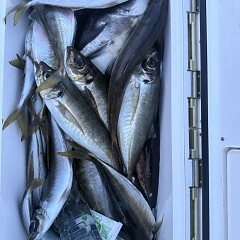 4月 27日（月）午後便・アジ釣りの写真その2