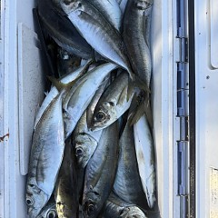 4月 27日（月）午後便・アジ釣りの写真その3