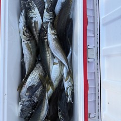 4月 27日（月）午後便・アジ釣りの写真その4