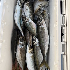 4月 27日（月）午後便・アジ釣りの写真その5