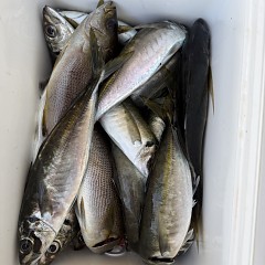 4月 27日（月）午後便・アジ釣りの写真その6