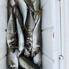 4月 27日（月）午後便・アジ釣りの写真その8