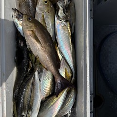 4月 28日（火）午前便・アジ釣りの写真その7