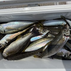 4月 28日（火）午前便・アジ釣りの写真その8