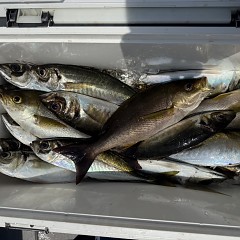 4月 28日（火）午前便・アジ釣りの写真その9