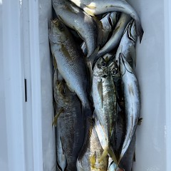 4月 28日（火）午前便・アジ釣りの写真その10