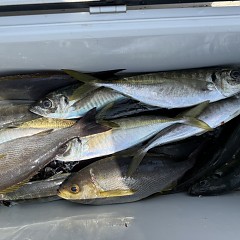 4月 28日（火）午前便・アジ釣りの写真その11