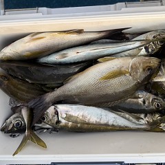 4月 28日（火）午後便・アジ釣りの写真その8