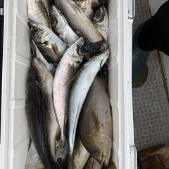 4月 28日（火）午後便・アジ釣りの写真その9