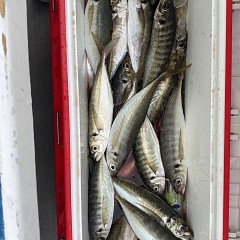 4月 28日（火）午後便・アジ釣りの写真その10