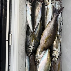 4月 28日（火）午後便・アジ釣りの写真その11