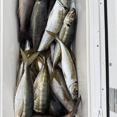 4月 28日（火）午後便・アジ釣りの写真その12