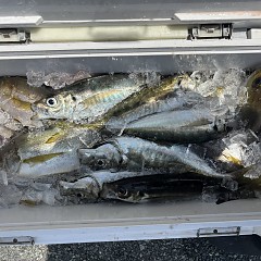 4月 28日（火）午前便・アジ釣りの写真その12