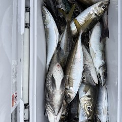 4月 29日（水）午後便・アジ釣りの写真その6