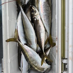 4月 29日（水）午後便・アジ釣りの写真その7