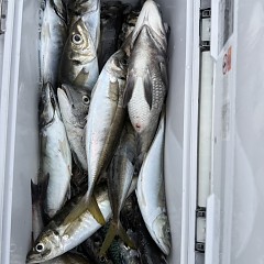 4月 29日（水）午後便・アジ釣りの写真その8