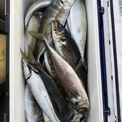 4月 29日（水）午後便・アジ釣りの写真その9