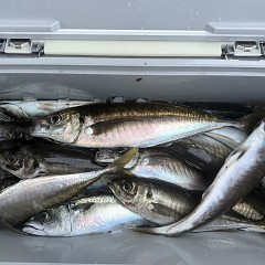 4月 29日（水）午後便・アジ釣りの写真その10