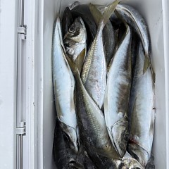 4月 29日（水）午後便・アジ釣りの写真その11