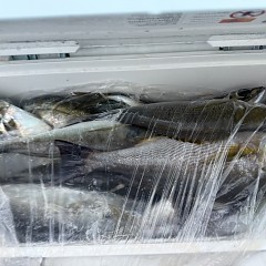 4月 29日（水）午後便・アジ釣りの写真その12