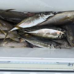 4月 29日（水）午前便・アジ釣りの写真その6
