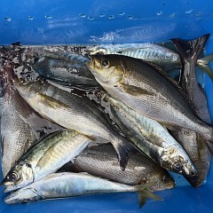 4月 29日（水）午前便・アジ釣りの写真その7