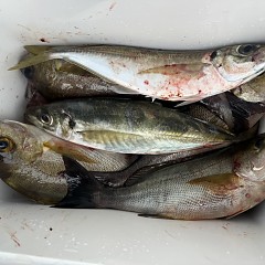 4月 29日（水）午前便・アジ釣りの写真その8