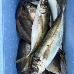 4月 29日（水）午前便・アジ釣りの写真その9