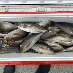 4月29日（水）午前便・午後便・アジ釣りの写真その1