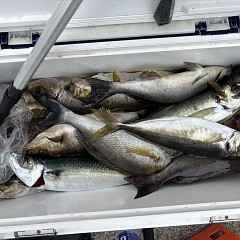 4月29日（水）午前便・午後便・アジ釣りの写真その4