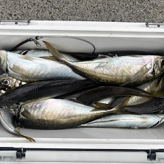 4月29日（水）午前便・午後便・アジ釣りの写真その6